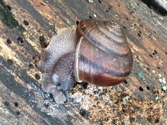 Helminthoglypta umbilicata