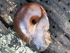 Helminthoglypta umbilicata