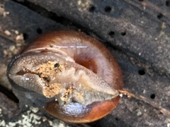 Helminthoglypta umbilicata