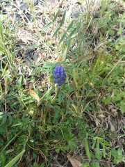 Muscari