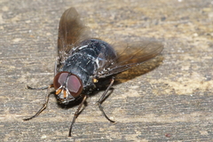 Calliphoroides antennatis