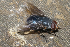 Calliphoroides antennatis
