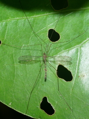 Limnophilella delicatula
