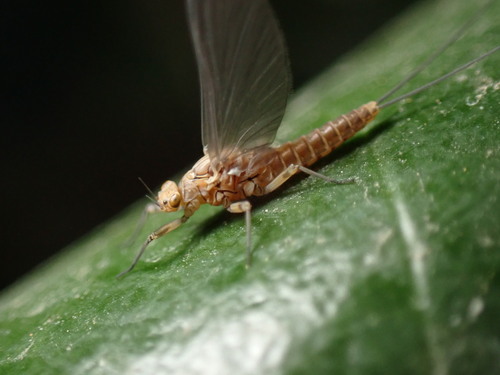 Baetis pavidus