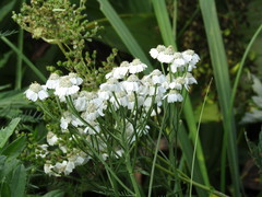 Achillea impatiens