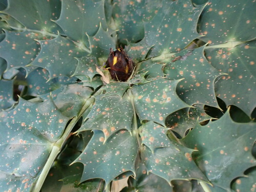 Cabeça-de-prego-rosa (Chrysomphalus dictyospermi)