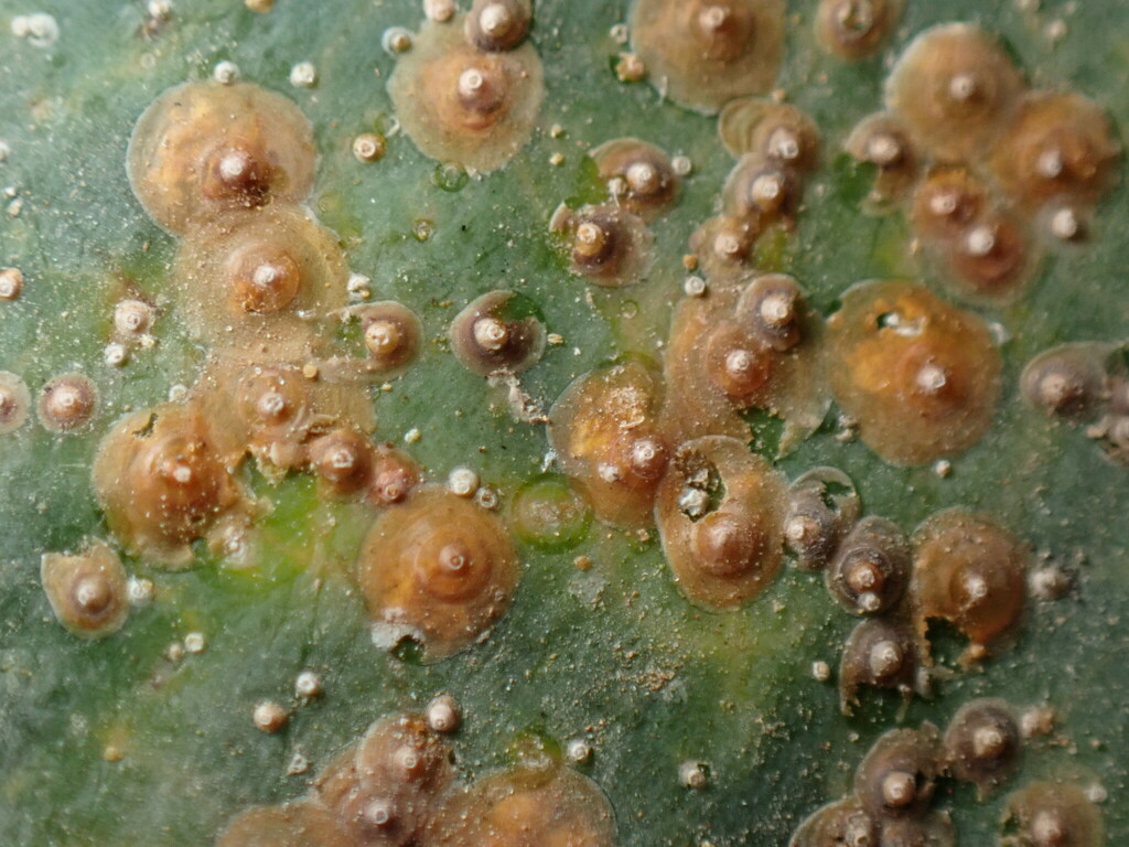 dictyospermum scale