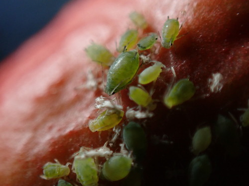 Aphis punicae