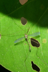 Limnophilella delicatula