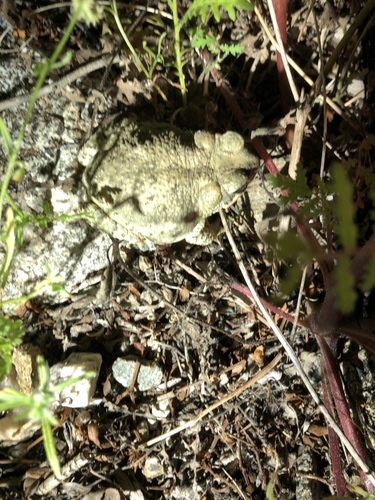 iNaturalist observation photo of Red-spotted Toad