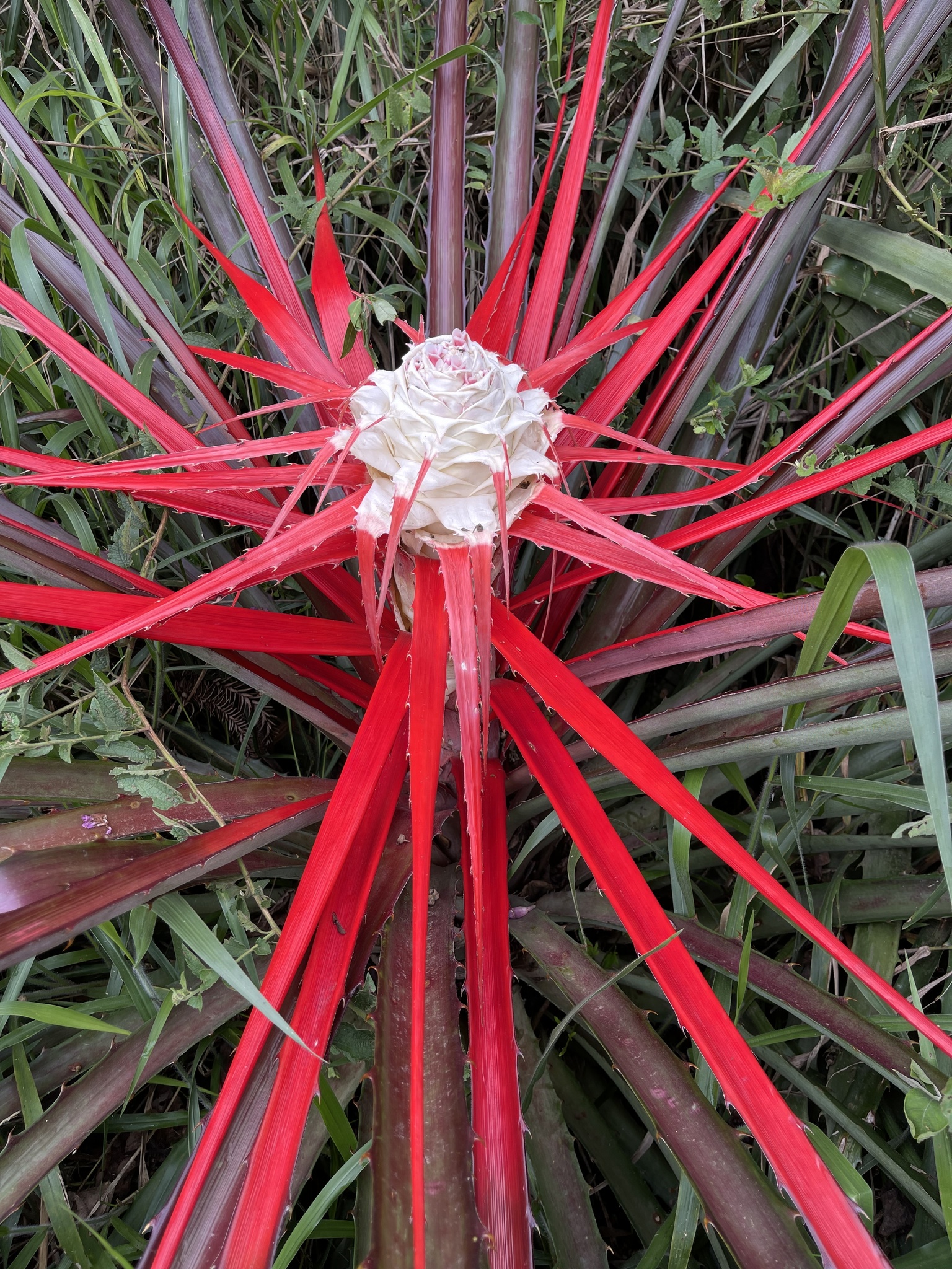 Bromelia balansae