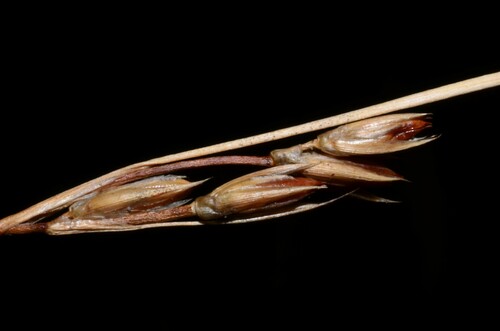 Image of Juncus parryi by (c) Gabriel Campbell-Martinez, some rights reserved (CC BY)