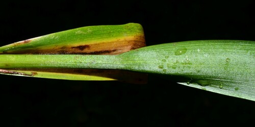 Image of Luzula hitchcockii by (c) Gabriel Campbell-Martinez, some rights reserved (CC BY)