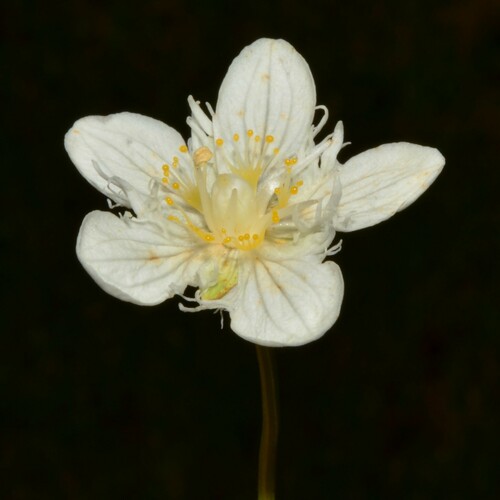 Image of Parnassia cirrata by (c) Gabriel Campbell-Martinez, some rights reserved (CC BY)