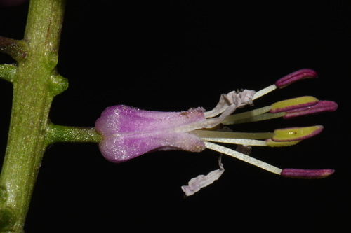 Image of Thelypodium laciniatum by (c) Brian Finzel, some rights reserved (CC BY-SA)