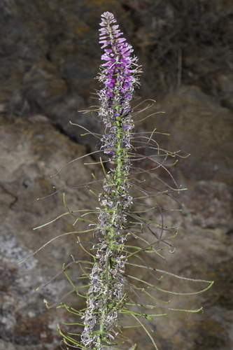 Image of Thelypodium laciniatum by (c) Brian Finzel, some rights reserved (CC BY-SA)