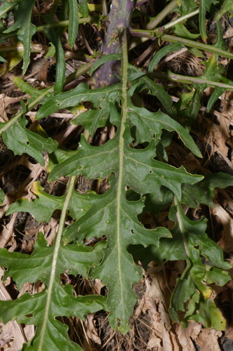 Image of Thelypodium laciniatum by (c) Brian Finzel, some rights reserved (CC BY-SA)