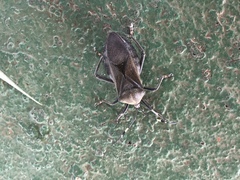 Pachylis laticornis
