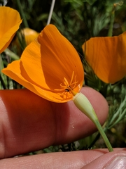 Eschscholzia lemmonii