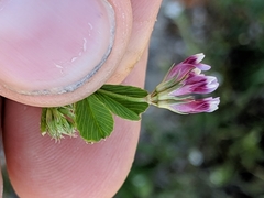 Trifolium gracilentum