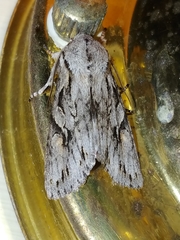 Egira crucialis