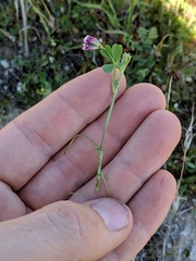 Trifolium gracilentum