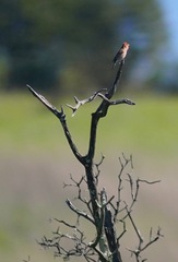 Haemorhous purpureus californicus