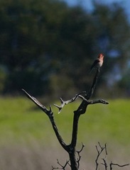 Haemorhous purpureus californicus