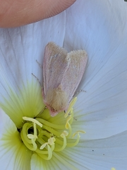 Schinia felicitata