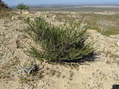 Eastwoodia elegans