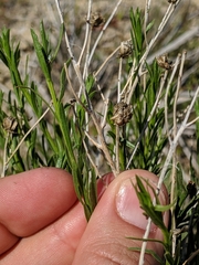 Eastwoodia elegans