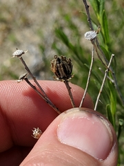 Eastwoodia elegans
