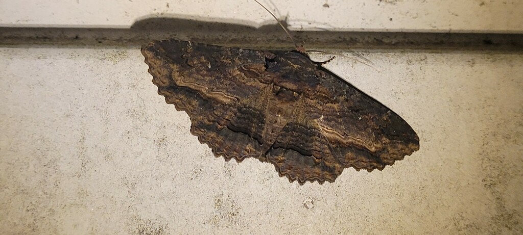 Lunate Zale Moth from Anne Arundel County, MD, USA on August 2, 2023 at ...