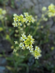 Lepidium jaredii