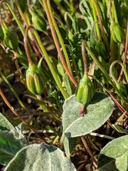 Microseris douglasii