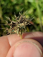 Microseris douglasii