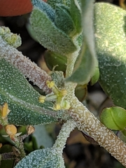 Atriplex coronata vallicola