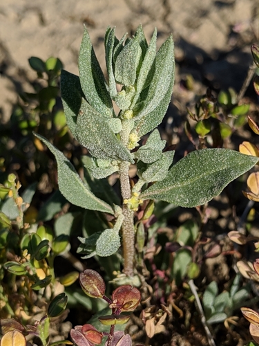 Atriplex coronata var. vallicola