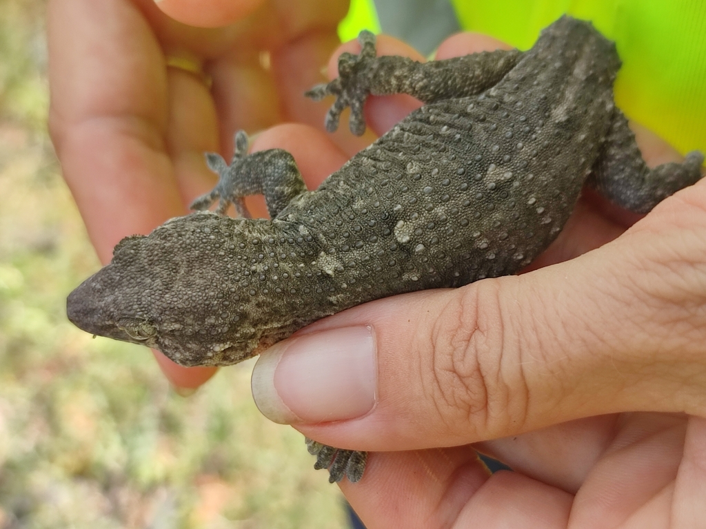 Santiago Greater Wall Gecko