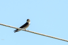 Stelgidopteryx serripennis ridgwayi