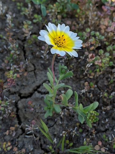 Image of Layia munzii by (c) Ken-ichi Ueda, some rights reserved (CC BY)