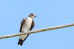 Stelgidopteryx serripennis ridgwayi