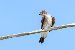 Stelgidopteryx serripennis ridgwayi
