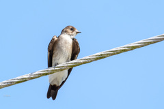 Stelgidopteryx serripennis ridgwayi