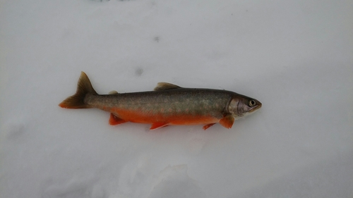 Arctic char (Salvelinus alpinus) — Salmonidae