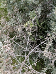 Atriplex spinifera