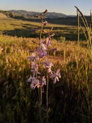 Delphinium recurvatum
