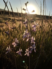 Delphinium recurvatum