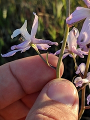 Delphinium recurvatum