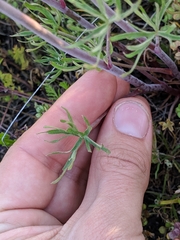 Delphinium recurvatum